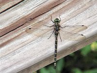 Harlequin Darner